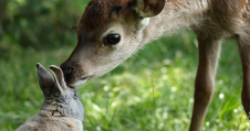 Bambi: Het verhaal van een leven in het bos